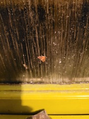 Udea daiclesalis