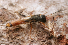 Sirex juvencus