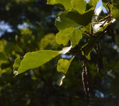 Alnus glutinosa