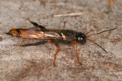 Sirex juvencus