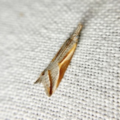 Arotrophora arcuatalis