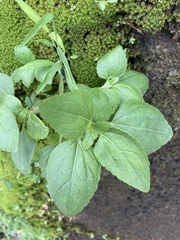 Ageratum conyzoides