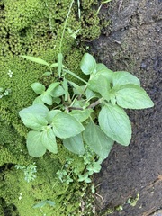 Ageratum conyzoides