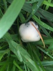 Panaeolus cyanescens