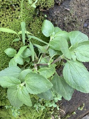 Ageratum conyzoides
