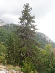 Pinus