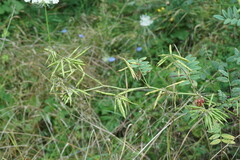 Galega officinalis