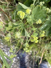 Alchemilla vulgaris