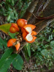 Dipterocarpaceae