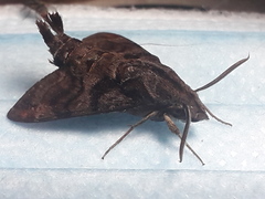 Macroglossum corythus