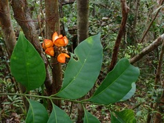 Dipterocarpaceae