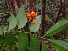Dipterocarpaceae