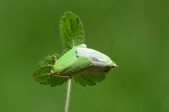 Tortrix viridana