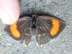 Thecla betulae