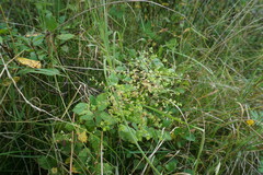 Euphorbia stricta