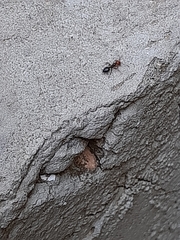 Crematogaster scutellaris