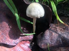 Panaeolus cyanescens