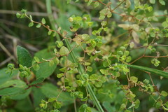 Euphorbia stricta