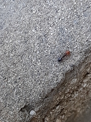 Crematogaster scutellaris