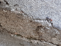 Crematogaster scutellaris