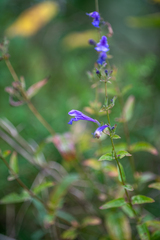 Nepeta sibirica