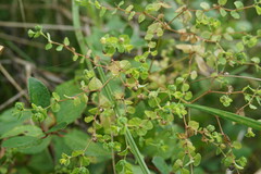 Euphorbia stricta