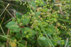 Euphorbia stricta
