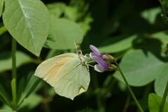 Gonepteryx cleopatra