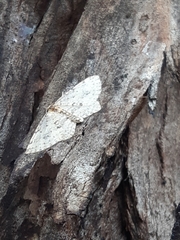 Poecilasthena scoliota