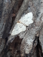 Poecilasthena scoliota