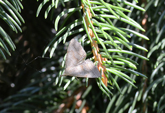 Pechipogo strigilata