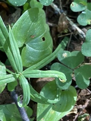 Maianthemum bifolium