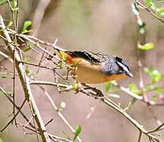 Pardalotus punctatus