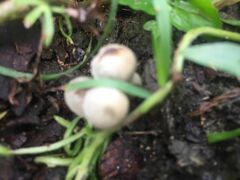 Panaeolus cyanescens