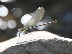Calopteryx syriaca