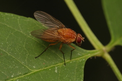 Phaonia pallida