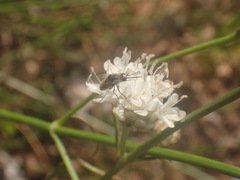 Diptera