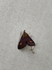 Pyrausta aurata