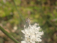 Diptera
