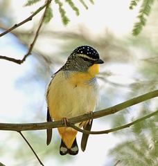 Pardalotus punctatus