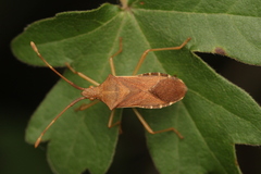 Gonocerus acuteangulatus