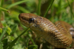 Zamenis longissimus