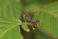 Acrididae