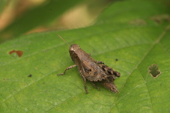 Acrididae