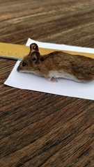 Apodemus flavicollis