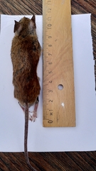 Apodemus flavicollis