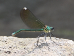 Calopteryx syriaca