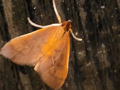 Udea daiclesalis