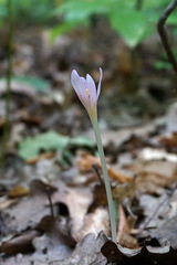 Colchicum umbrosum