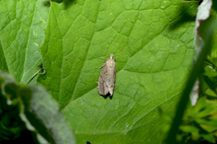 Epiblema grandaevana